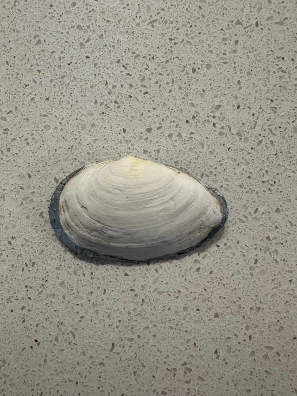 Decoupage shell - Picture 6 of 6